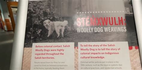 Could The Coast Salish Woolly Dog Return Citynews Vancouver