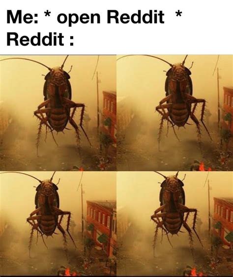 Cockroach Outlive Dinosaurs To Become A Meme Rmemes