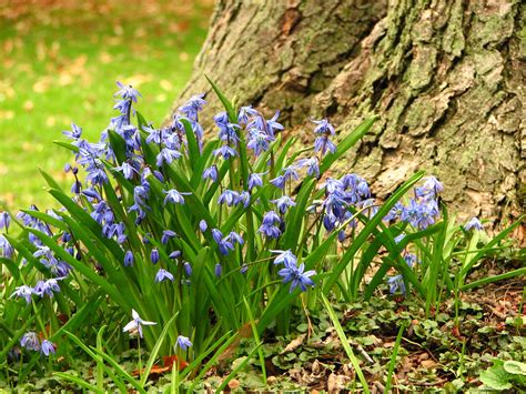 Despite the name, it is not from siberia. Scilla Siberica - Siberian Squill | Shotzy and I went to ...
