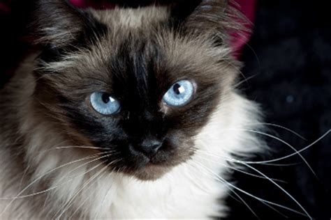 If you do not find a kitten for sale here that you are interested in, then please check out our cat breeders. Malaysia Cat Club