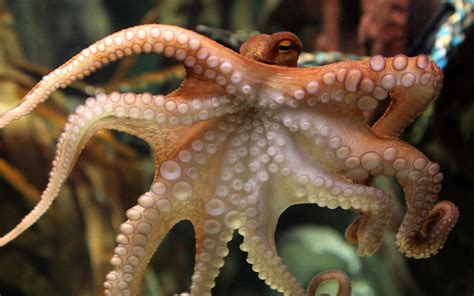 Octopus Desktop Wallpaper Marine Wildlife