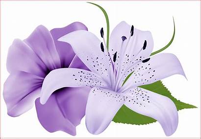 Flowers Purple Clipart Clip Lily Flower Lavender