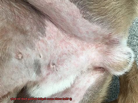What Would Cause English Bulldog Rash On Belly