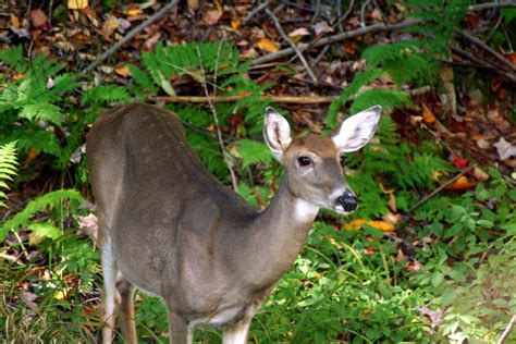 Whitetail Deer Forest Edge Wildlife Free Nature Pictures By