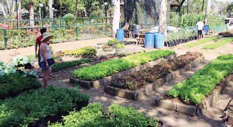 Can you really sent 4 kids to college by just planting chinese kangkong? The Joy Of Urban Farming in Quezon City - Agriculture Monthly