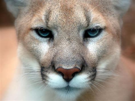 10 Ting Du Ikke Vidste Om Cougars 15 Billeder Twistedsifter Great Journey