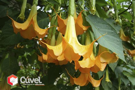 La palabra burundanga (cosa inútil, confusión) es como pronuncian en las antillas la palabra borondanga que es una deformación de morondanga. "El beso del sueño": la burundanga o escopolamina