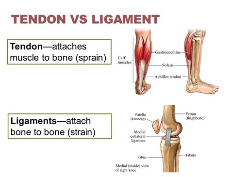 Tendons And Ligaments In Foot And Leg Left Leg Ligaments Smrt Lower Leg Foot Massage