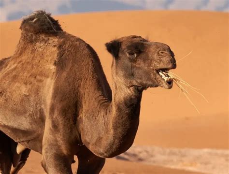 Dromedary Camel The Animal Facts Appearance Diet Habitat Behavior