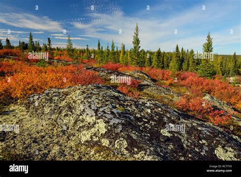 Tundra Arctic Landscape Hi Res Stock Photography And Images Alamy