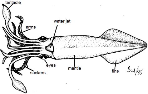 Squid Dissection Teachers Guide