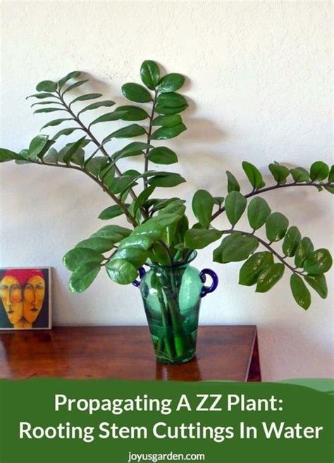 These classic joggers are crafted in sueded fleece, aloe vera live started plant medicinal super food homeopathic. Propagating a ZZ Plant: Rooting Stem Cuttings in Water ...