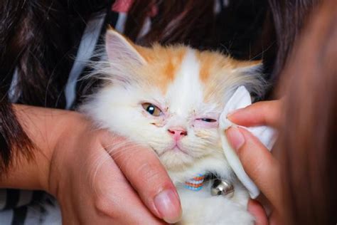 A runny nose is mucus being discharged out of the nose. My Cat Has a Runny Nose and is Sneezing - Causes and Treatment
