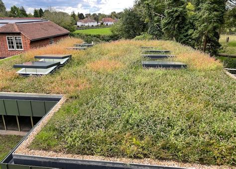 Green Roof On An Extension In East Sussex Case Study