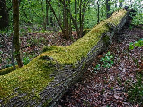 Moss Growing On The Fallen Tree Stock Photo Image Of Wilderness