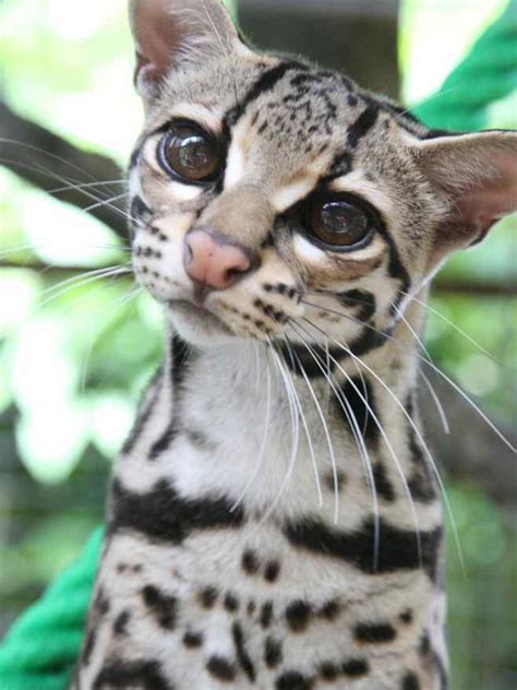 Margay Leopardus Wiedii Animals And Pets Baby Animals Cute Animals