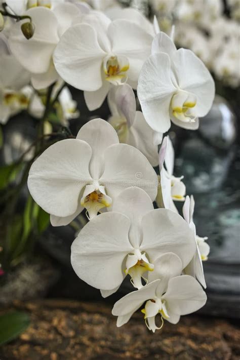 White Phalaenopsis Orchid Stock Photo Image Of Detail 68460998
