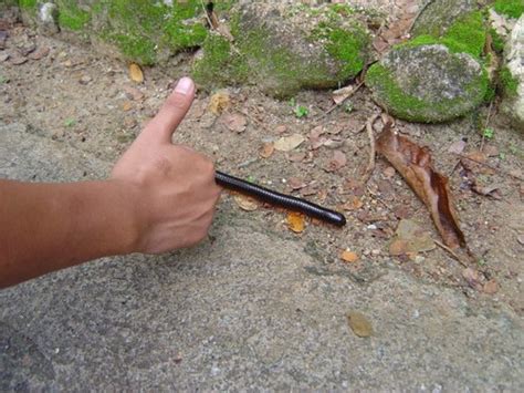 Anak yang lemah dan tak hafal sifiri. Ulat gonggok gergasi | Aku terkejut dengan saiz ulat ...