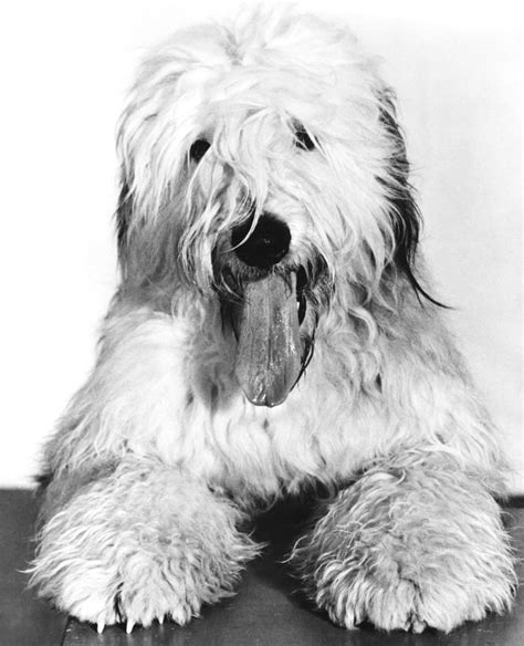 This giant breed is known for having long hair and having a shaggy coat to boot! Cineplex.com | The Shaggy Dog