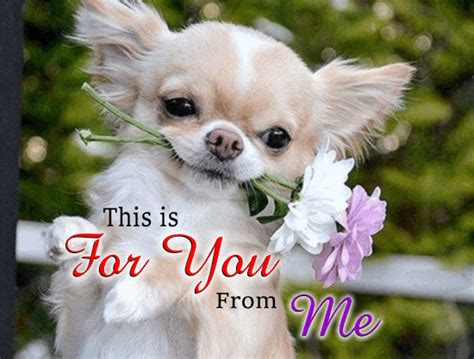 From me to you ! #love and all the things in between :) | Chihuahua