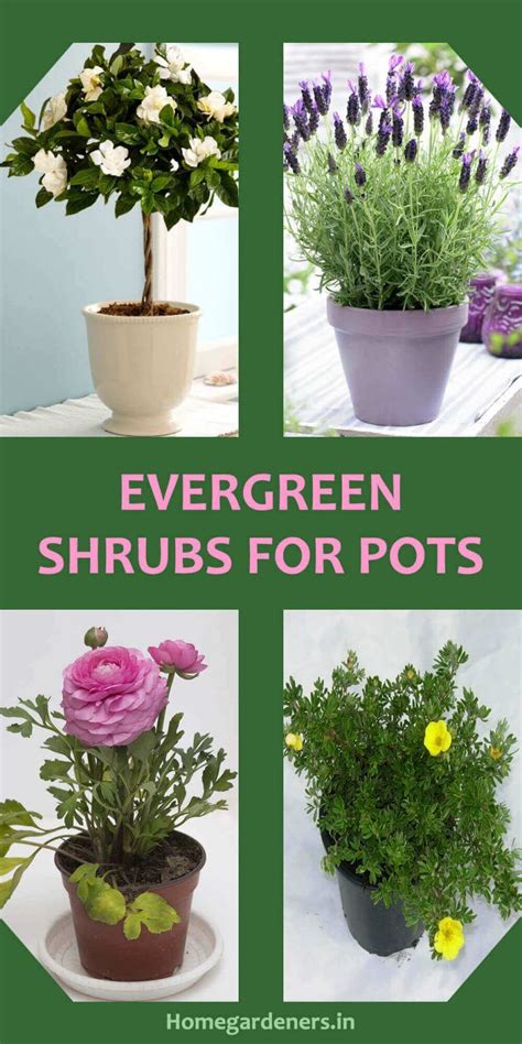 Four Different Types Of Potted Plants With The Words Evergreen Shrubs