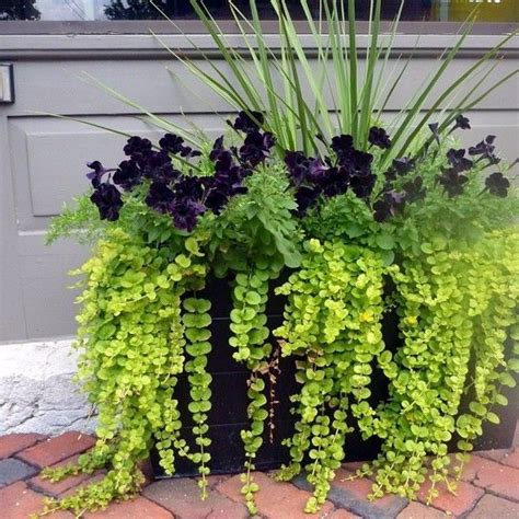 Creeping Jenny In Container Zones 4 8 This 4 Inch Tall Plant Cascades