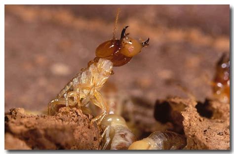 Giant Northern Termite Lochman Transparencieslochman Transparencies