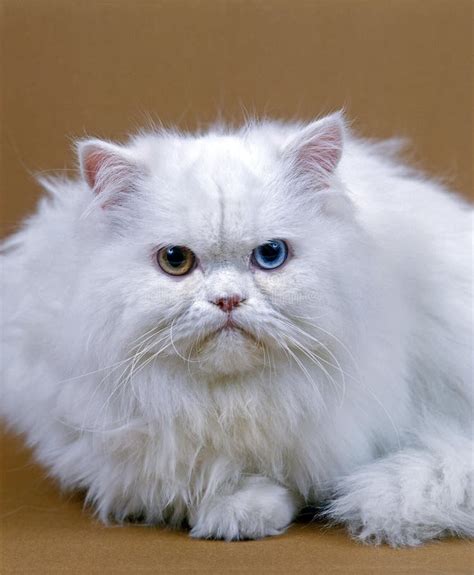 White Persian Domestic Cat Adult With Different Coloured Eyes Stock