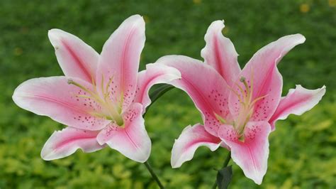 Lily Flowers