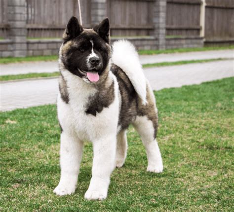The American Akita Dog Breed Full Information And Advice