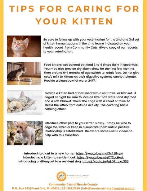 Tips For Caring For Your Kitten