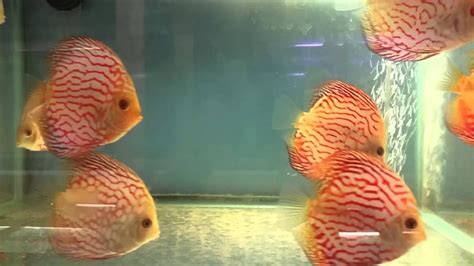 Red Pigeon Blood Discus 4 Inch Youtube