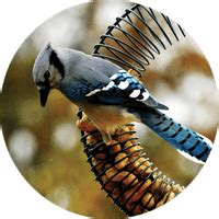 Peanut Feeders - Wild Birds Unlimited | Wild Birds Unlimited