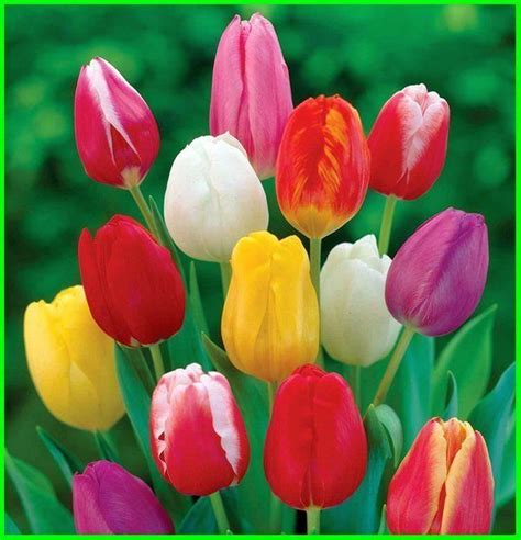 Gambar Bunga Tulip Warna Kuning Bungainfos