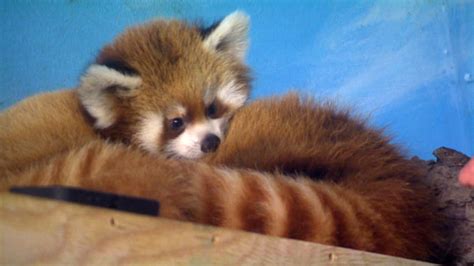 New Home Opens For Red Pandas At Detroit Zoo Cbc News