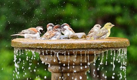12 Best Bird Baths Attracting Birds Reviewed And Rated In 2024