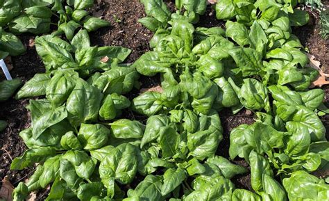 How To Successfully Grow Spinach In Your Garden Gardening4joy