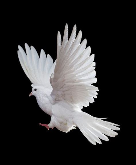 A Free Flying White Dove Isolated On A Black — Stock Image White