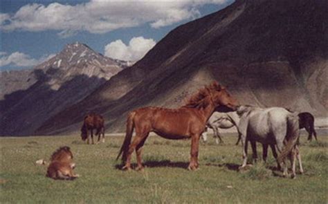 zanskari horse info origin history pictures
