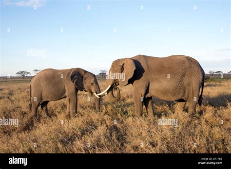 Two African Bush Elephants Loxodonta Africana Serengeti National Park United Republic Of