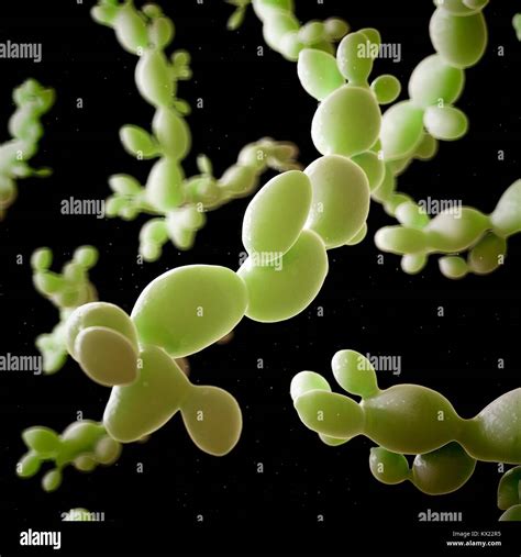 Candida Albicans Hi Res Stock Photography And Images Alamy