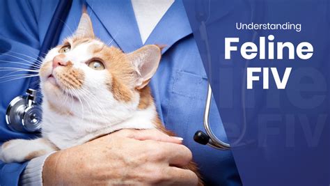 Understanding Feline Fiv Minnesota Veterinary Hospital Best Vet