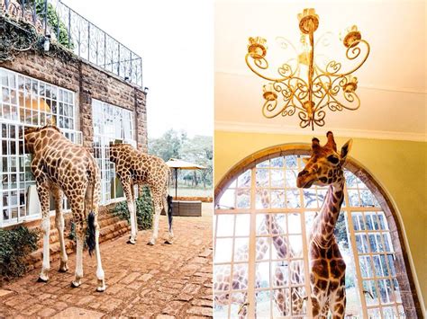 Giraffe Manor East Africa African Safari Giraffe Manor Kenya Safari