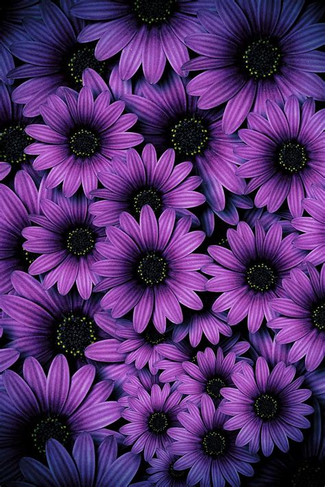 Midnight Daisies Daisy Floral Flower Flowers Meditation Purple