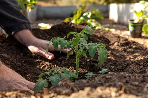Plant Tomatoes Deep For Better Stronger Growth