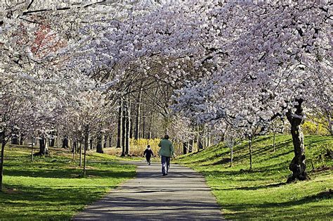 Cherry Blossom Festival In Branch Brook Park