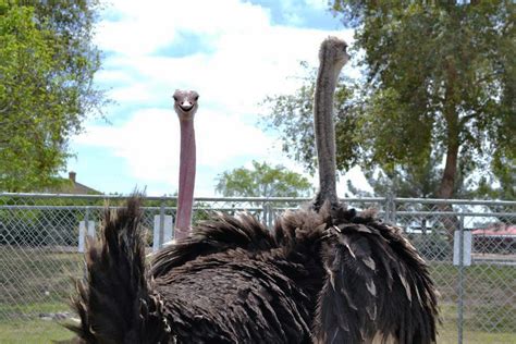 Chandler Ostrich Festival Celebrates Arizonas Biggest Bird Kjzz