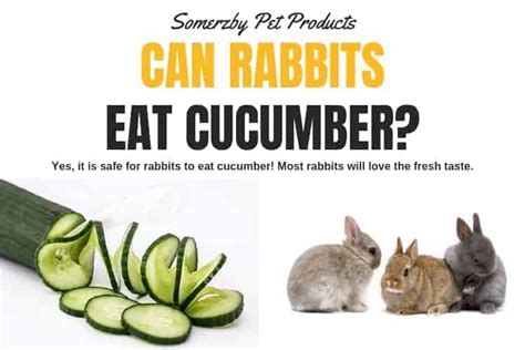Even if you got a very confused cat to mate with an equally confused bunny, their genes are incompatible so you won't get. Can Rabbits Eat Watermelon - petfinder
