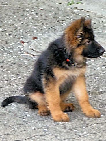 Ich habe gemerkt,man soll sagen： ich bin zu hause angekommen. Jockel