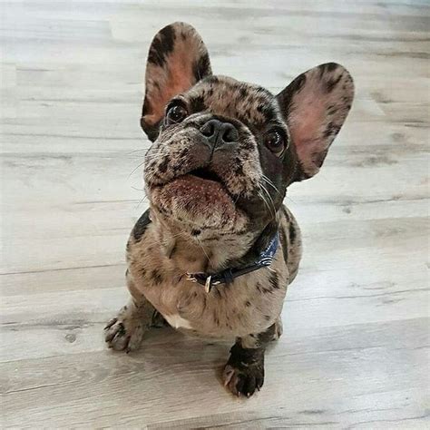 We guide you through the proce. 1000+ images about French bulldogs on Pinterest | Blue ...
